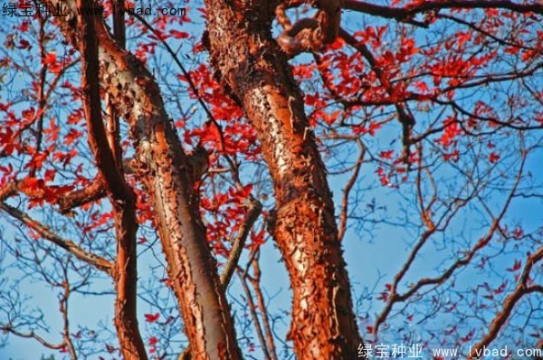 血皮槭<a href='https://www.lvbad.com/' target='_blank'>种子</a>