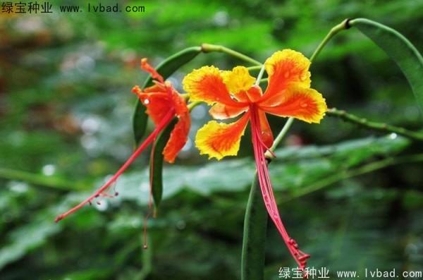 <a href='https://www.lvbad.com/linmuzhongzi/2284.html' target='_blank'>洋金凤种子</a>
