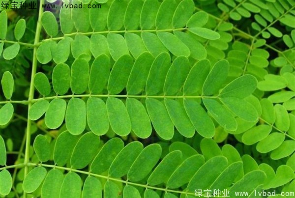 <a href='https://www.lvbad.com/linmuzhongzi/2284.html' target='_blank'>洋金凤种子</a>