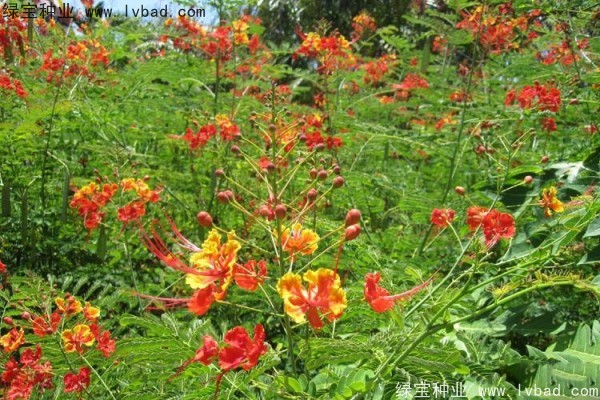 <a href='https://www.lvbad.com/linmuzhongzi/2284.html' target='_blank'>洋金凤种子</a>