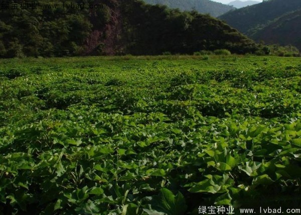 <a href='https://www.lvbad.com/linmuzhongzi/2285.html' target='_blank'>油桐种子</a>