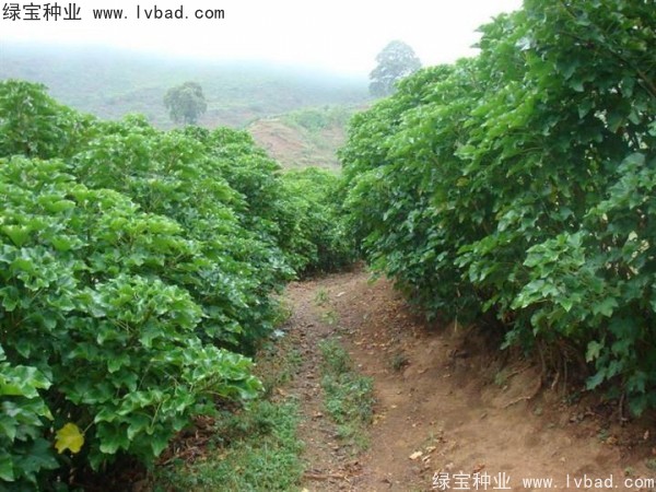 <a href='https://www.lvbad.com/linmuzhongzi/2285.html' target='_blank'>油桐</a><a href='https://www.lvbad.com/' target='_blank'>种子</a>