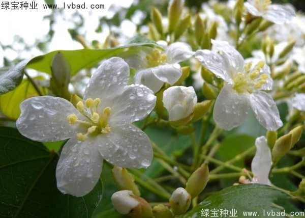 <a href='https://www.lvbad.com/linmuzhongzi/2285.html' target='_blank'>油桐种子</a>