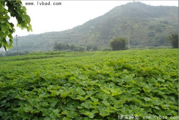 <a href='https://www.lvbad.com/linmuzhongzi/2285.html' target='_blank'>油桐种子</a>