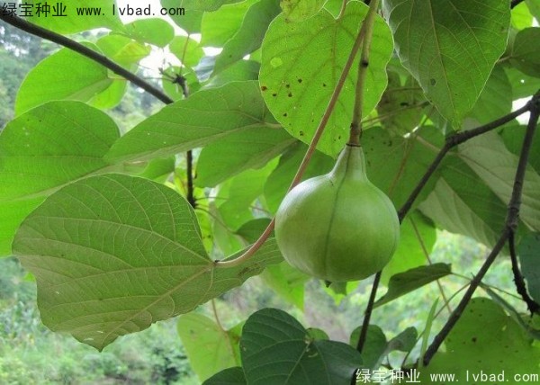 油桐种子