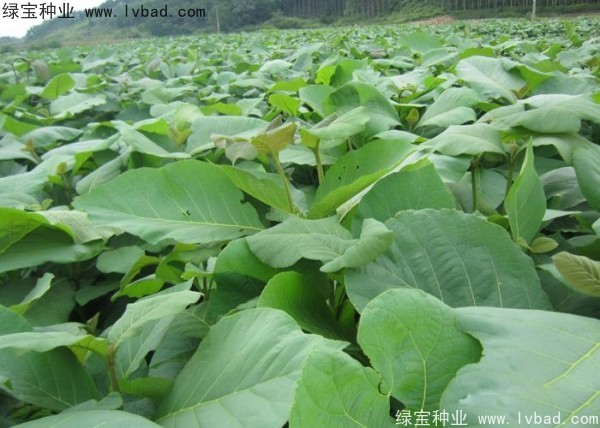<a href='https://www.lvbad.com/linmuzhongzi/2286.html' target='_blank'>柚木种子</a>