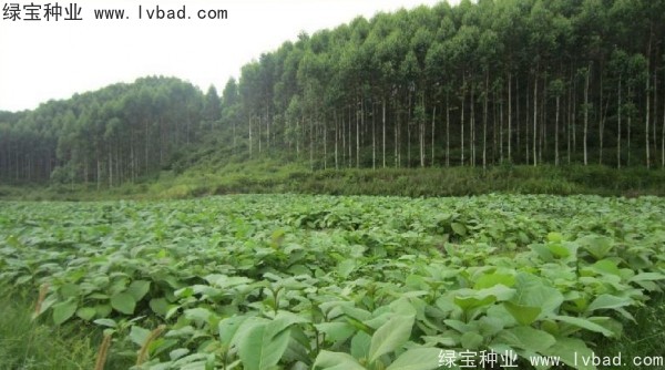 <a href='https://www.lvbad.com/linmuzhongzi/2286.html' target='_blank'>柚木种子</a>
