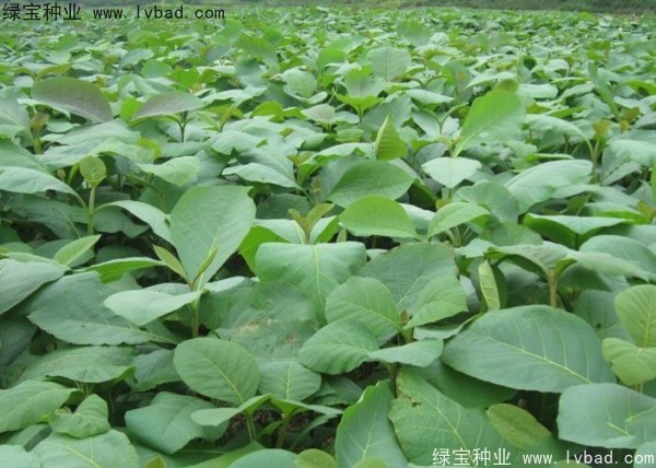 柚木<a href='https://www.lvbad.com/' target='_blank'>种子</a>