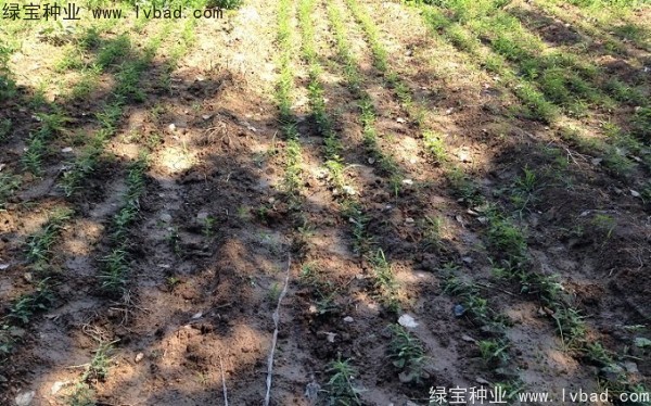 中<a href='https://www.lvbad.com/linmuzhongzi/1776.html' target='_blank'>皂角种子</a>