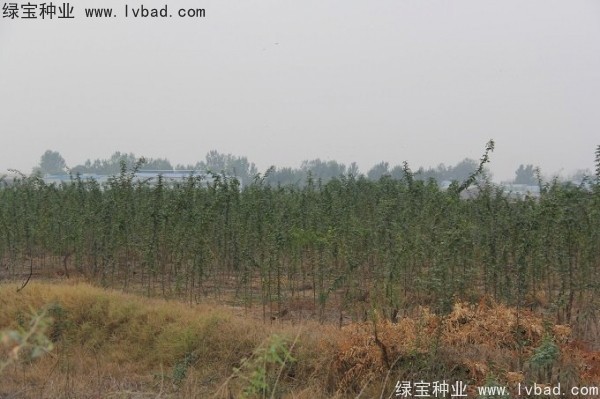 <a href='https://www.lvbad.com/linmuzhongzi/2287.html' target='_blank'>中皂角种子</a>