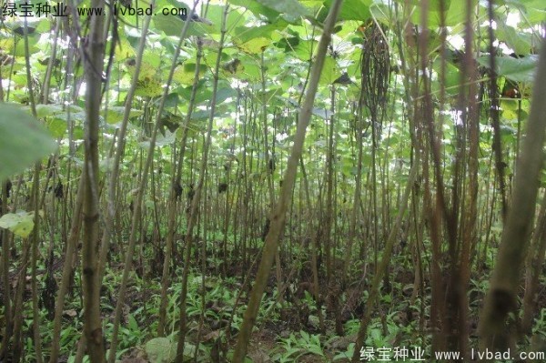 <a href='https://www.lvbad.com/linmuzhongzi/2288.html' target='_blank'>梓树种子</a>