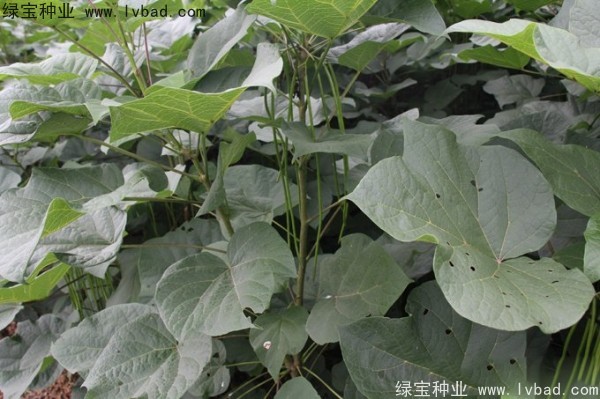 梓树<a href='https://www.lvbad.com/' target='_blank'>种子</a>