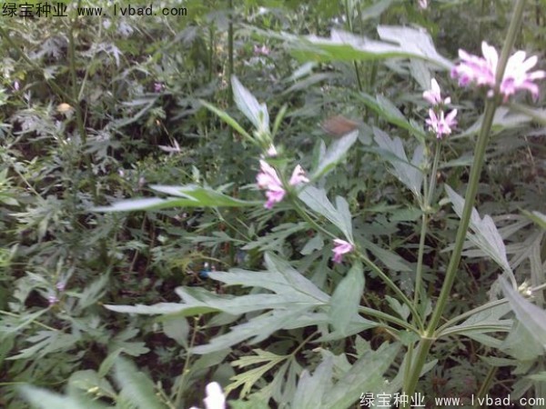 <a href='https://www.lvbad.com/yaocaizhongzi/2289.html' target='_blank'>茺蔚子种子</a>
