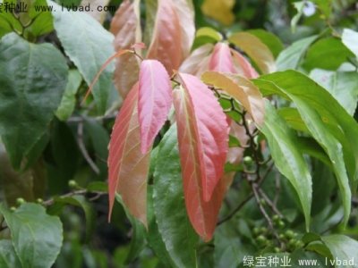 大风子种子