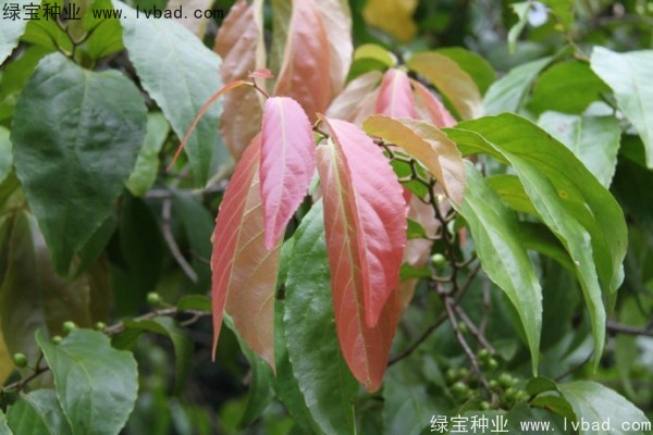 <a href='https://www.lvbad.com/yaocaizhongzi/2290.html' target='_blank'>大风子种子</a>