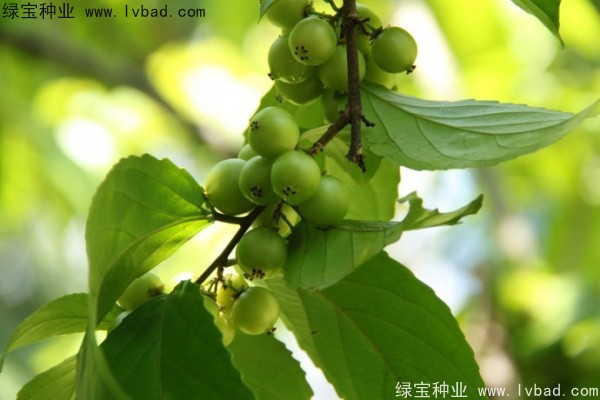 <a href='https://www.lvbad.com/yaocaizhongzi/2290.html' target='_blank'>大风子种子</a>