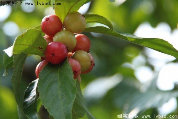 <a href='https://www.lvbad.com/yaocaizhongzi/2290.html' target='_blank'>大风子种子</a>