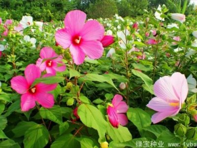红秋葵种子