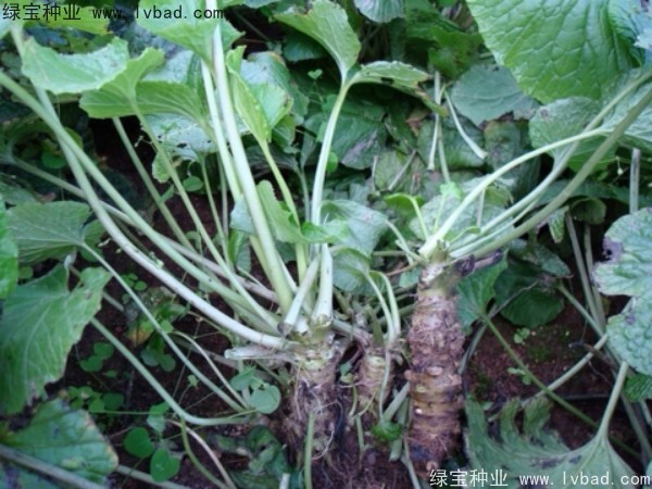 <a href='https://www.lvbad.com/yaocaizhongzi/2293.html' target='_blank'>芥末种子</a>
