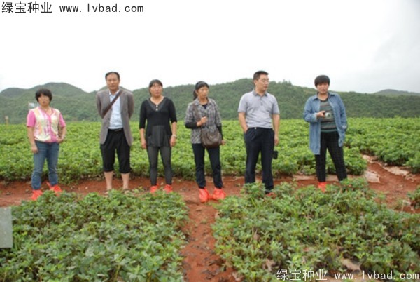 芥末<a href='https://www.lvbad.com/' target='_blank'>种子</a>