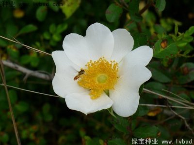 金樱子种子
