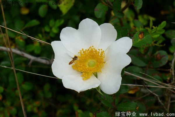 <a href='https://www.lvbad.com/yaocaizhongzi/2294.html' target='_blank'>金樱子</a><a href='https://www.lvbad.com/' target='_blank'>种子</a>