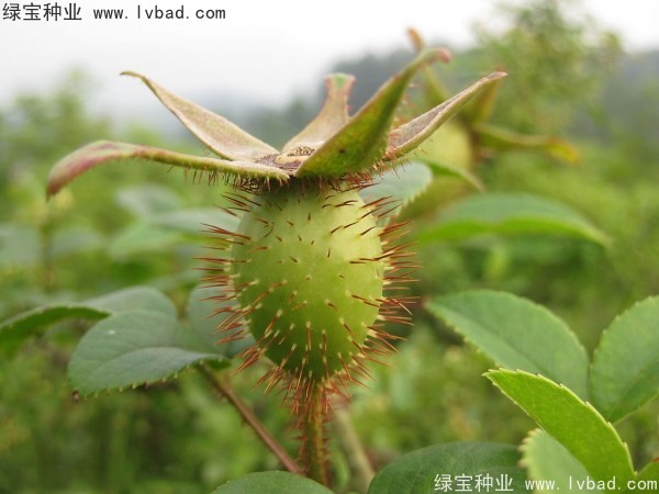 金樱子种子