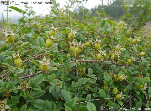 <a href='https://www.lvbad.com/yaocaizhongzi/2294.html' target='_blank'>金樱子种子</a>