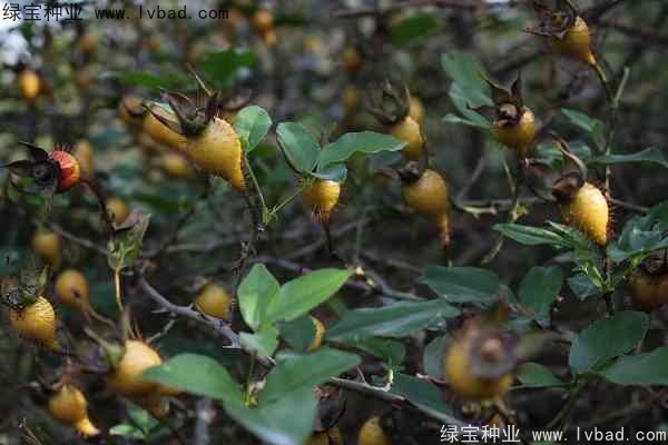 <a href='https://www.lvbad.com/yaocaizhongzi/2294.html' target='_blank'>金樱子种子</a>