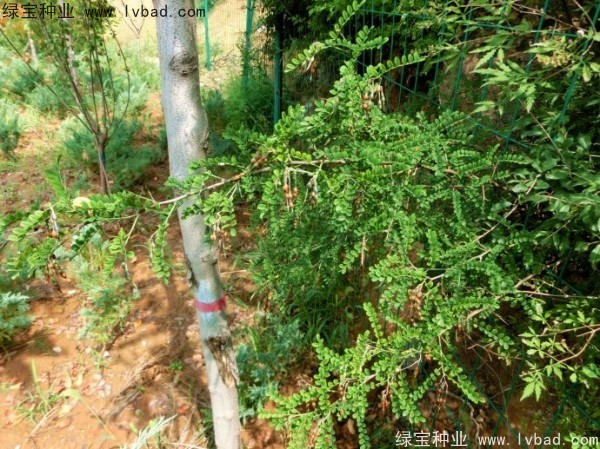 <a href='https://www.lvbad.com/yaocaizhongzi/2295.html' target='_blank'>苦刺种子</a>