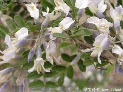 苦刺种子