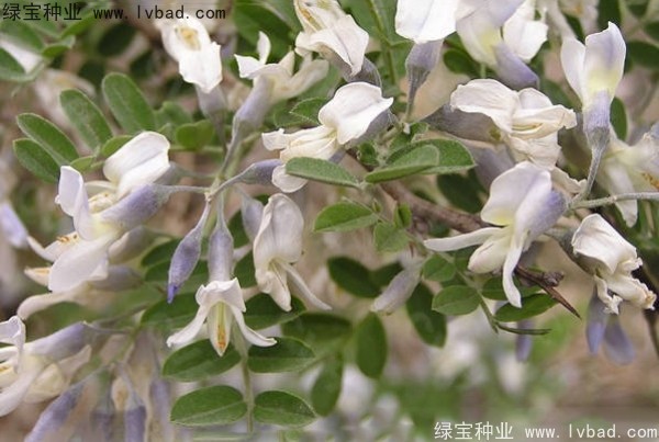 <a href='https://www.lvbad.com/yaocaizhongzi/2295.html' target='_blank'>苦刺种子</a>