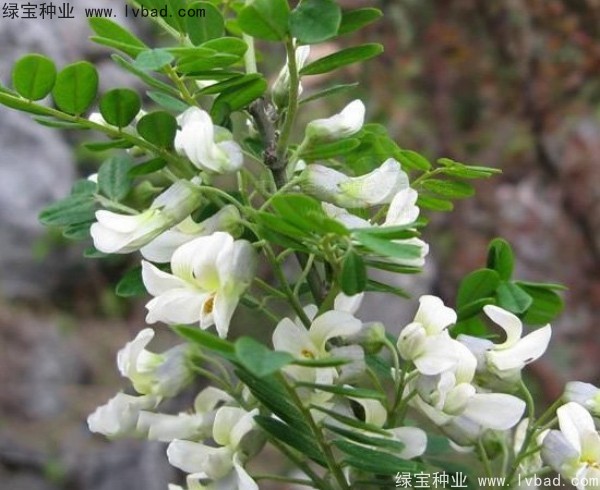 <a href='https://www.lvbad.com/yaocaizhongzi/2295.html' target='_blank'>苦刺</a><a href='https://www.lvbad.com/' target='_blank'>种子</a>