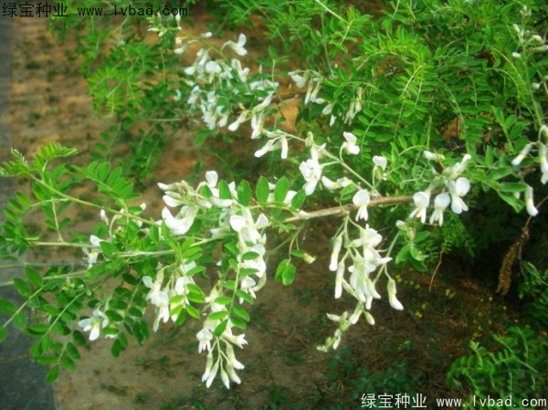 <a href='https://www.lvbad.com/yaocaizhongzi/2295.html' target='_blank'>苦刺种子</a>