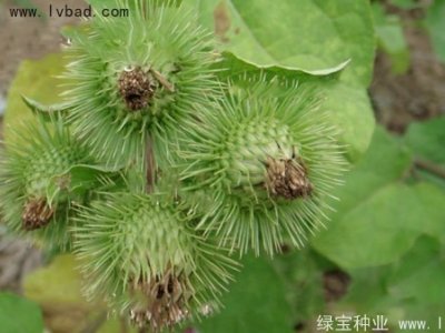 牛蒡种子