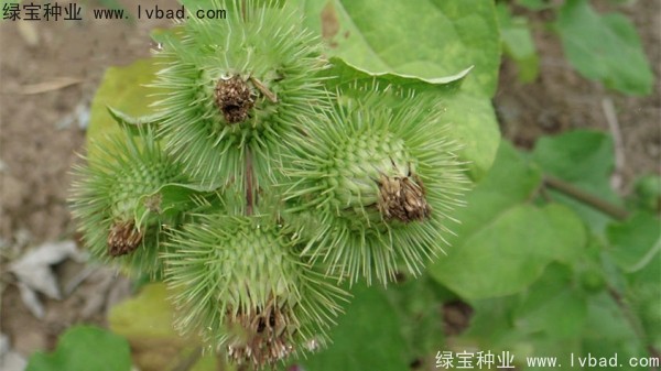 <a href='https://www.lvbad.com/yaocaizhongzi/2297.html' target='_blank'>牛蒡种子</a>