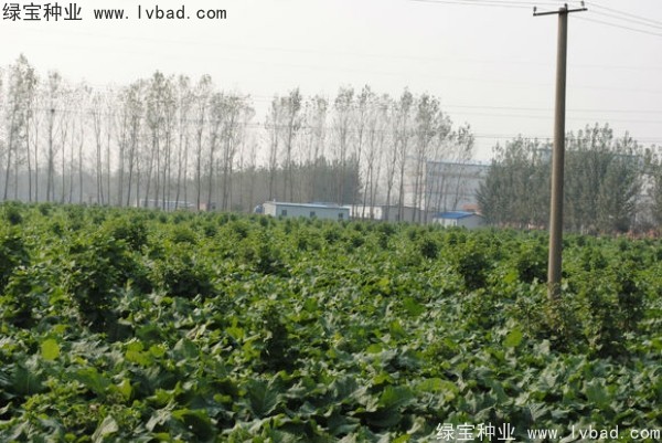 牛蒡<a href='https://www.lvbad.com/' target='_blank'>种子</a>