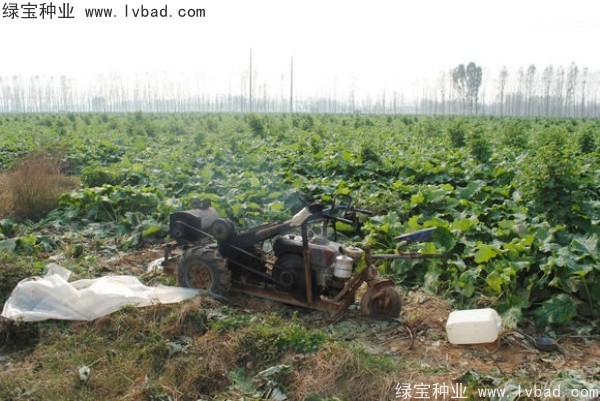 <a href='https://www.lvbad.com/yaocaizhongzi/2297.html' target='_blank'>牛蒡种子</a>