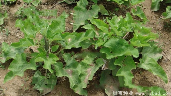 <a href='https://www.lvbad.com/yaocaizhongzi/2297.html' target='_blank'>牛蒡种子</a>