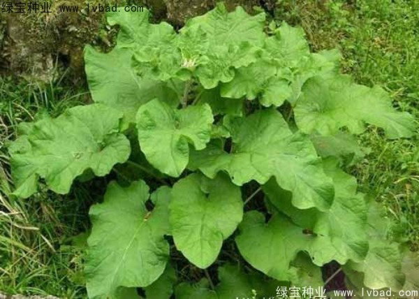 牛蒡种子