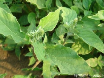 牛膝子种子