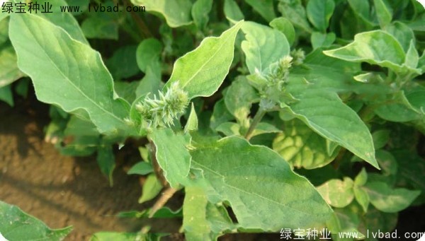 <a href='https://www.lvbad.com/yaocaizhongzi/2298.html' target='_blank'>牛膝子种子</a>
