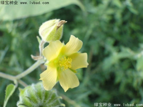 青麻种子
