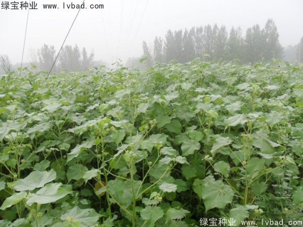 <a href='https://www.lvbad.com/yaocaizhongzi/2299.html' target='_blank'>青麻</a><a href='https://www.lvbad.com/' target='_blank'>种子</a>