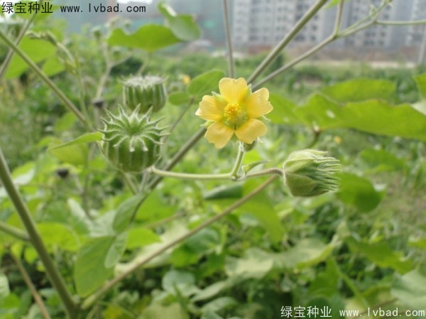 青麻<a href='https://www.lvbad.com/' target='_blank'>种子</a>
