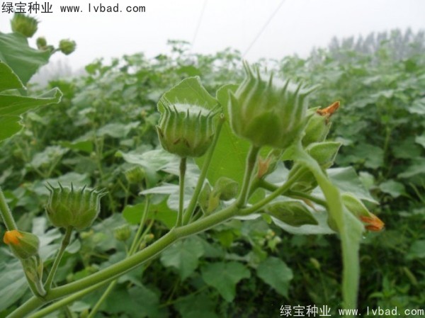 <a href='https://www.lvbad.com/yaocaizhongzi/2299.html' target='_blank'>青麻种子</a>