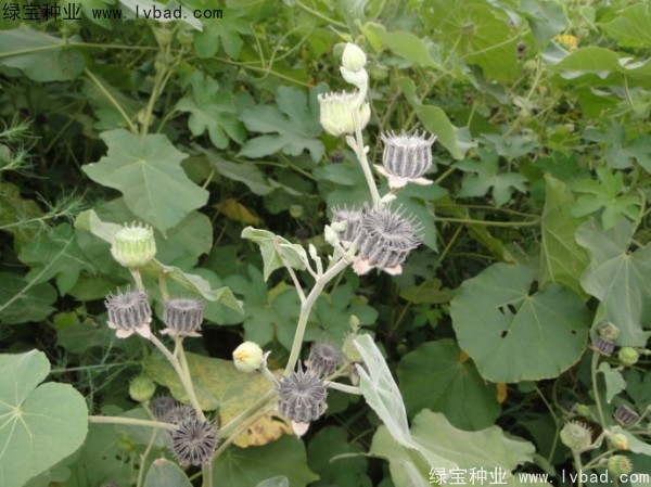 青麻<a href='https://www.lvbad.com/' target='_blank'>种子</a>