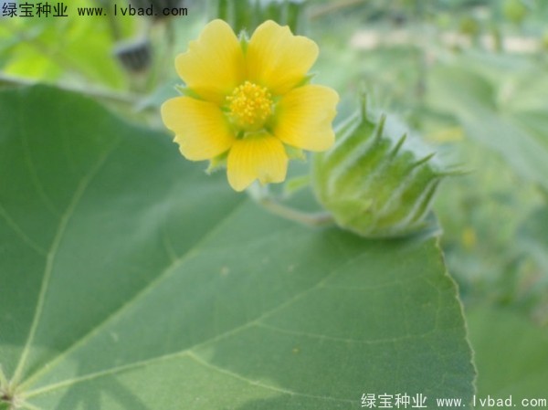 <a href='https://www.lvbad.com/yaocaizhongzi/2299.html' target='_blank'>青麻种子</a>