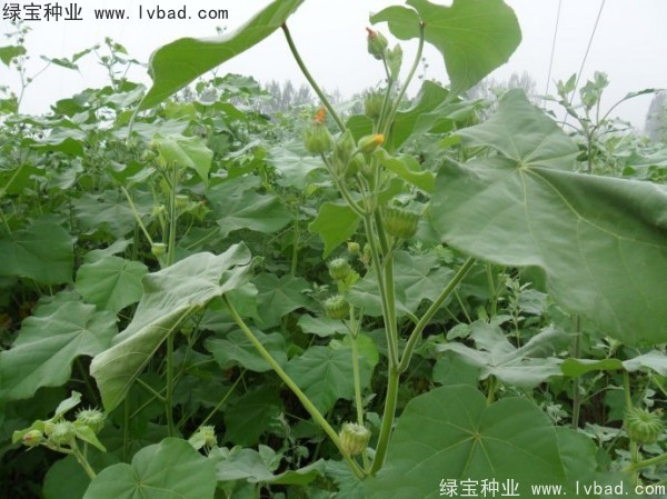 <a href='https://www.lvbad.com/yaocaizhongzi/2299.html' target='_blank'>青麻种子</a>