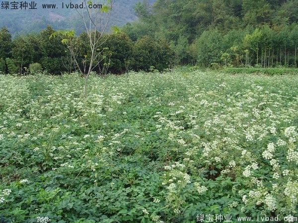 <a href='https://www.lvbad.com/yaocaizhongzi/2300.html' target='_blank'>前胡种子</a>